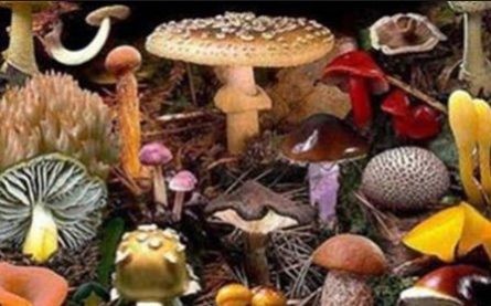 Corso raccoglitori di funghi spontanei